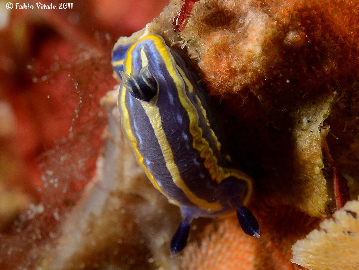 Hypselodoris tricolor